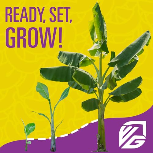 Wellspring Gardens Banana Fuel Fertilizer - Water-Soluble 15-5-30 Blend - Fertilizer for Banana Trees & Plants - Grow Healthy Plants (2 Pounds)