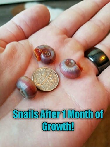 9+ Live Ramshorn Snails Aquarium or Pond, Algae Clean Up! Shipped Daily!