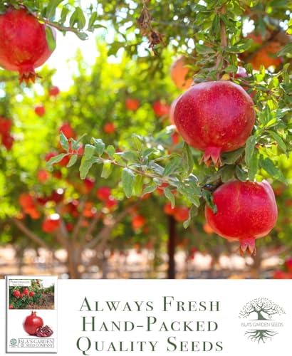 Pomegranate Tree Seeds (Punica granatum) – 30+ Non-GMO Fruit Tree Seeds for Planting, Beautiful Ornamental Tree with Sweet Edible Fruit