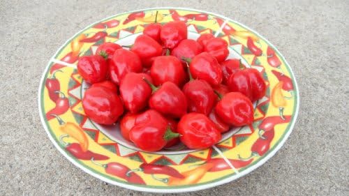 Malawi Piquante Pepper 10+ Seeds