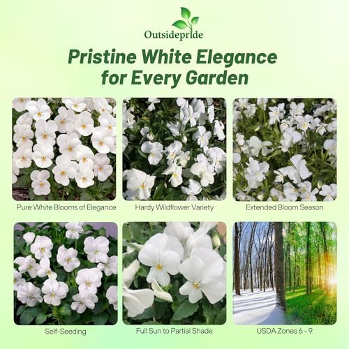 Outsidepride White Perfection Viola Pansy Seeds for Planting - 1000 Pcs. Perennial, Cold-Hardy & Pollinator Friendly Flowers with Fragrant Blooms for Garden Beds, Borders & Container Displays