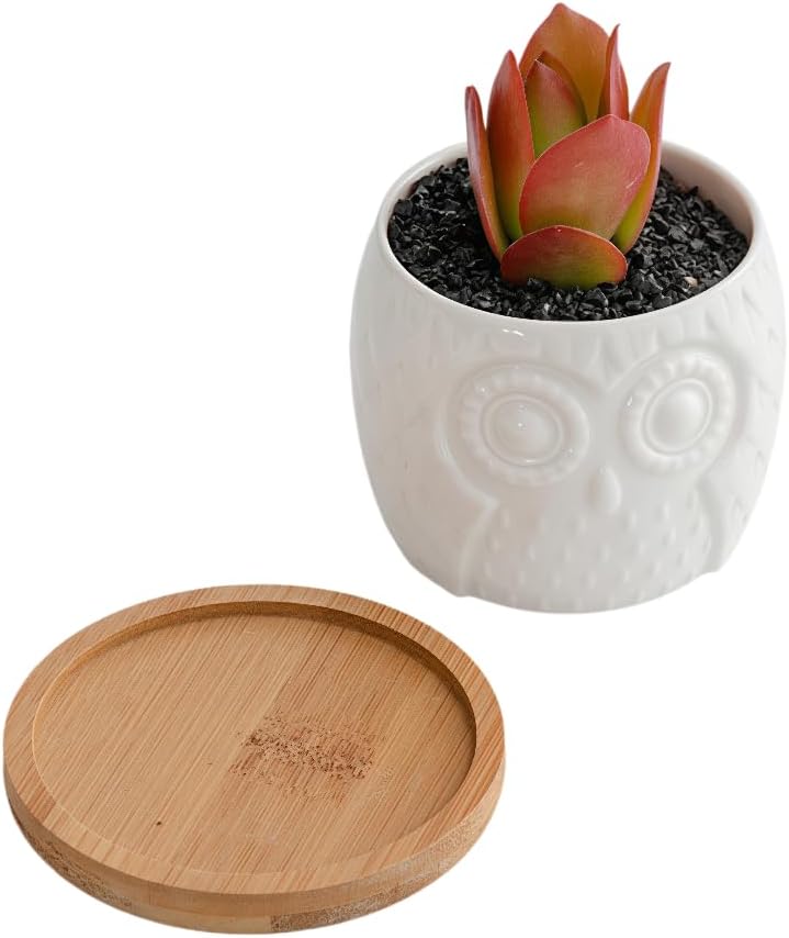 Cuteforyou Succulent Pots,Cute Animal Shaped Cartoon Ceramic Succulent Cactus Flower Planters -Plant Not Included，Cat