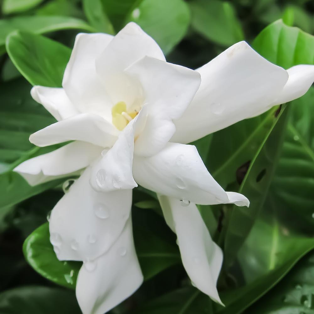 Brighter Blooms - Frost Proof Gardenia Shrub, 1 Gallon - No Shipping to AK, AZ, HI