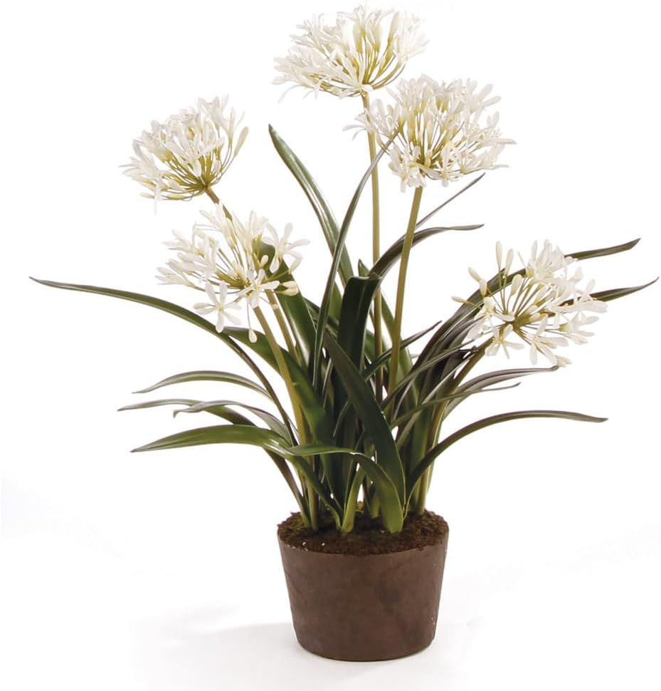 Napa Home & Garden Conservatory Agapanthus Drop in Plant 29 Inch White