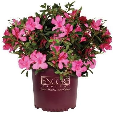 Encore Azalea Autumn Sangria (1 Gallon) Pink Flowering Shrub - Full Sun Live Outdoor Plant