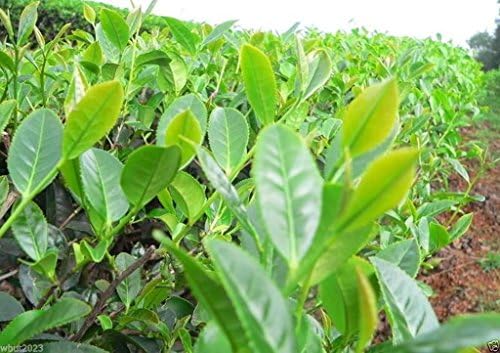 Green Tea Plant Seeds - Camellia sinensis, also known as Tea Plant, Tea Tree (10 Seeds)