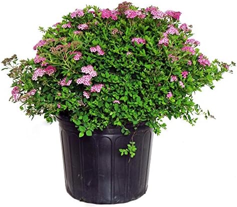 Proven Winners - Spiraea jap. Double Play Gold (Spirea) Shrub, , #3 - Size Container