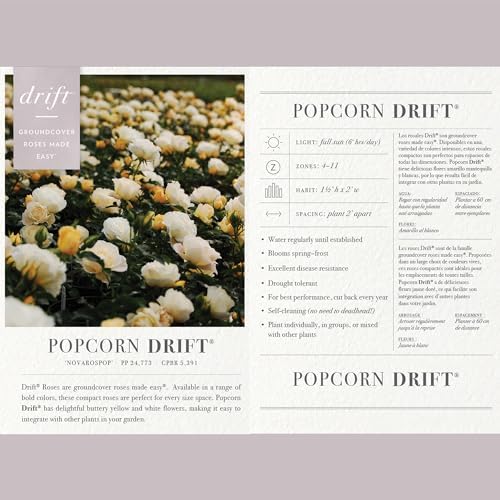 Drift 2 Gal. Popcorn Rose Shrub
