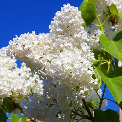 60 White Japanese Lilac Seeds (Syringa reticulata) – Extremely Fragrant, Perennial Flowering Plant