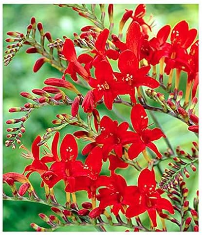 5 Lucifer Crocosmia Blubs - Grows 30-48" Tall.
