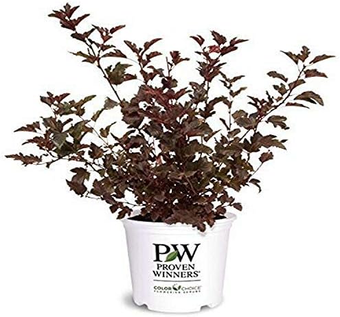 Proven Winners - Physocarpus op. Summer Wine (Ninebark) Shrub, red foliage, #2 - Size Container