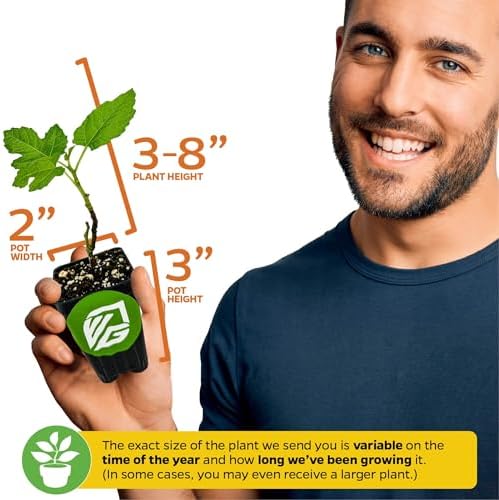 Chicago Hardy Fig Tree (1-Pack) Live Starter Plant by Wellspring Gardens | Ficus carica | Hardy & Fruitful | Ideal for Gardens | Purple-Skinned Fig | Edible Landscape Plant | Food forest
