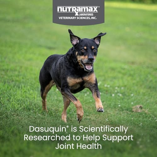 Nutramax Dasuquin Joint Supplement, Small/Med Dogs, Soft Chews, 84ct | Glucosamine and Chondroitin Joint Health Supplement for Dogs under 60 lbs, Soft Chews, With ASU, All Ages