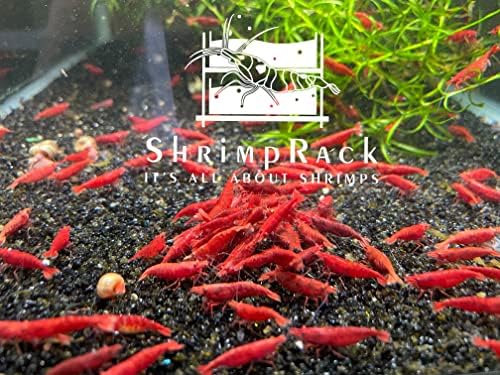 ShrimpRack™ 10 Fire Red Neocaridina High Grade Live Freshwater Aquarium Shrimps. Full Grown Breeding Age Size 0.75-1inches. Live Arrival Guarantee.