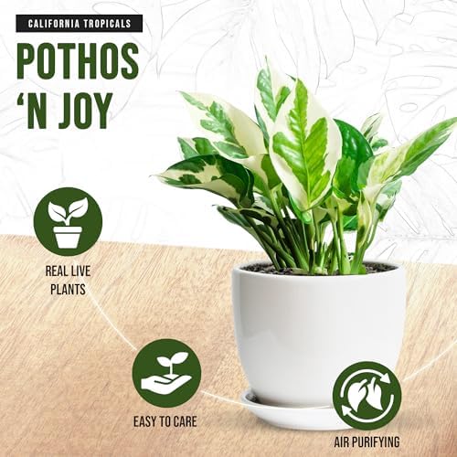 California Tropicals Pothos 'N Joy - 4" Live Plant - Variegated White and Green Leaves - Easy to Care for - Perfect for Home Decor, Gifts