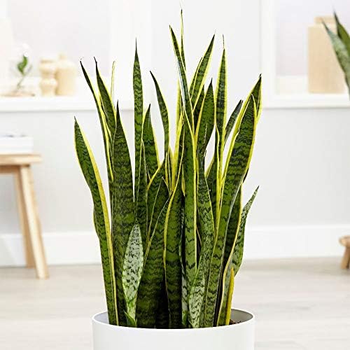 American Plant Exchange Snake Plant – Medium 6-Inch Pot Yellow Sansevieria Trifasciata, Drought-Tolerant, Air-Purifying Live Houseplant for Home