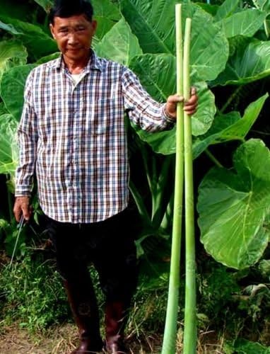 Tara-garden 1 BULB GIANT ELEPHANT EAR TARO Colocasia gigantea VERY RARE EDIBLE STALK