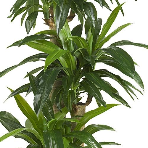 Nearly Natural 62IN Artificial Corn Stalk Dracaena Plant, Tall Fake Plant for Indoor Home Décor, Real Touch Faux Plant | Multi-Tonal Trunks