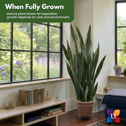 Live Snake Plant by United Nursery Sansevieria Zeylanica 20-25 inches Tall in 10 inch Plant Pot, Easy Care Indoor House Plant for Office or Home Decor
