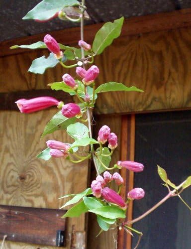 Bignonia Capreolata Crossvine 'Shalimar Red' Climbers and Vines 3 Gallon 36+ Inch Plant Ships with Soil