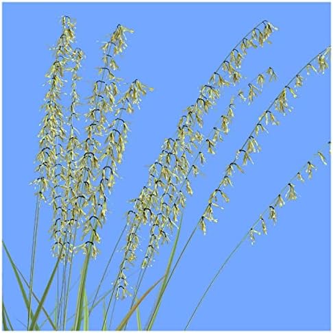 1 Lb Side-Oats Grama Native Grass Seeds - Gold Vault