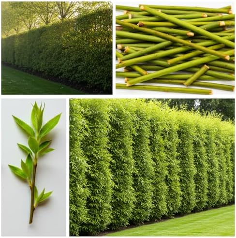 (One) Fastest Growing Tree in The World - Ready to Plant - One Live Aussie Hybrid Willow Tree Rooted Cut - Great for Fast Shade - 10 feet in First