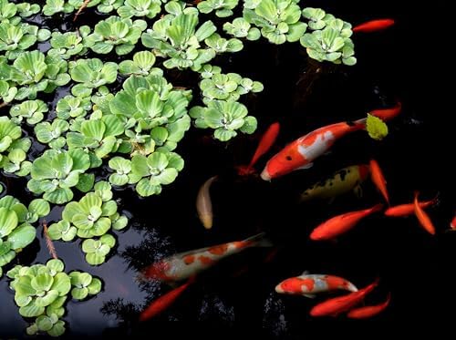 Danner Manufacturing, Inc., Pondmaster 1000 Garden Pond Filter, 02211