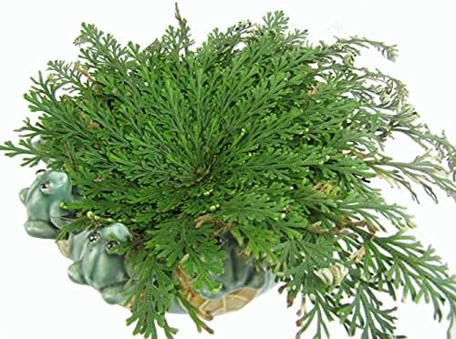 CircuitOffice Resurrection Plants Hydrophile Jericho Rose Plant