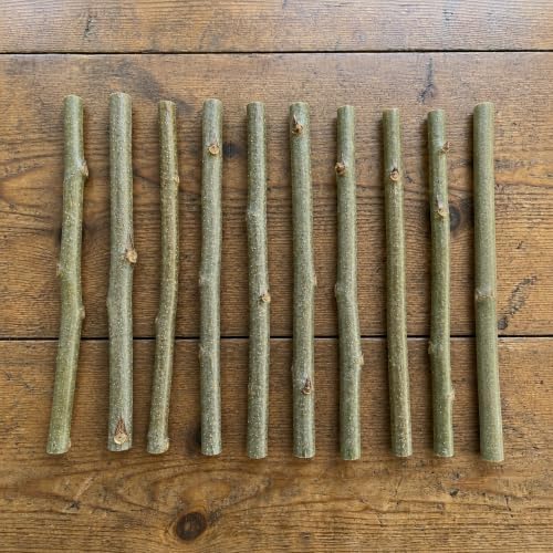 10 Hybrid Poplar Tree Cuttings