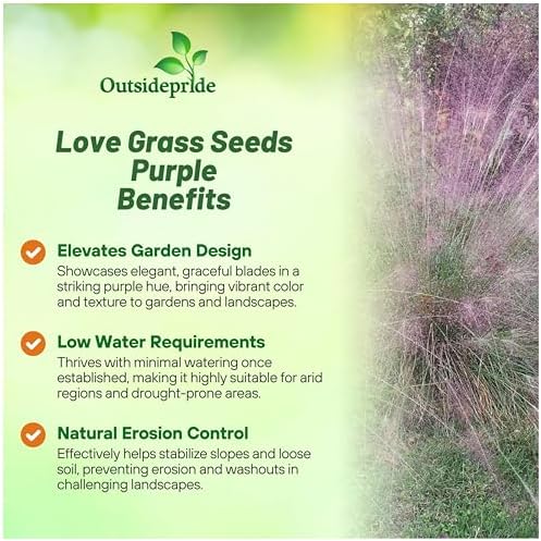 Outsidepride 500 Seeds Perennial Eragrostis Spectabilis Ornamental Love Grass Seed for Planting