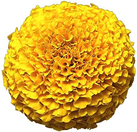 Park Seed Whopper Mix Marigold Flower Seeds – Giant 4-Inch Double Blooms in Yellow, Gold & Orange, Compact and Weather-Resistant Plants, Easy to Grow for Beds or Containers – Pack of 25