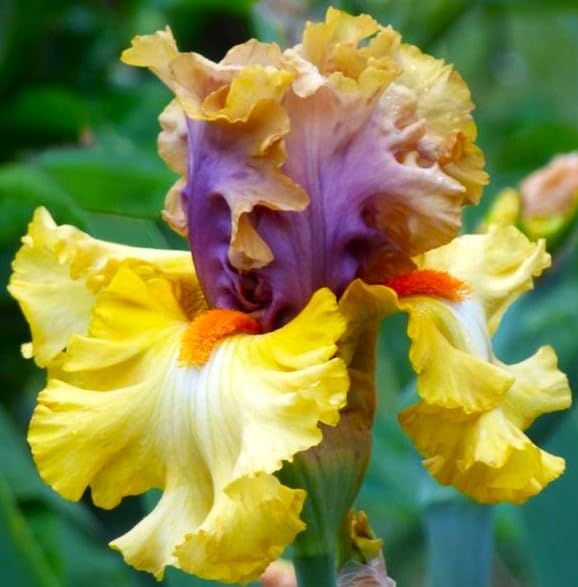 Pretty Flowering Perenials, "IDLE Rich" Reblooming Iris, Bearded Iris, Purple & Yellow, Root, Plant, Great Spectacular Flower Heads