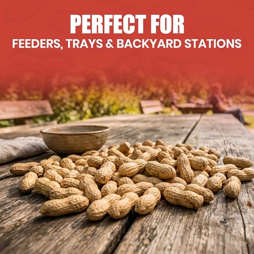 Raw Red skin Peanuts, USA Grown, (Unsalted) 5LB Bag Bulk (80oz) - We Got Nuts