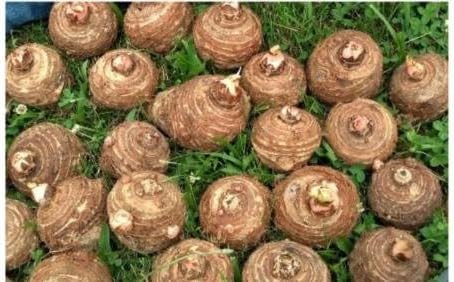 3 Live Colocasia Esculenta Elephant Ear Taro Gabi Kalo Eddo Bulbs