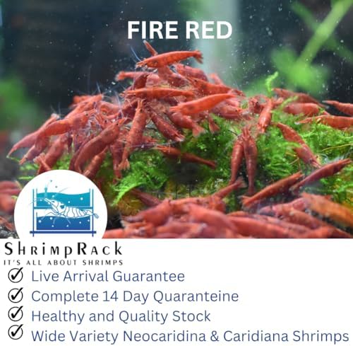 ShrimpRack™ 10 Fire Red Neocaridina High Grade Live Freshwater Aquarium Shrimps. Full Grown Breeding Age Size 0.75-1inches. Live Arrival Guarantee.