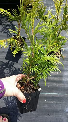 10 Thuja Green Giant Arborvitae 7-10 inches Tall Trees