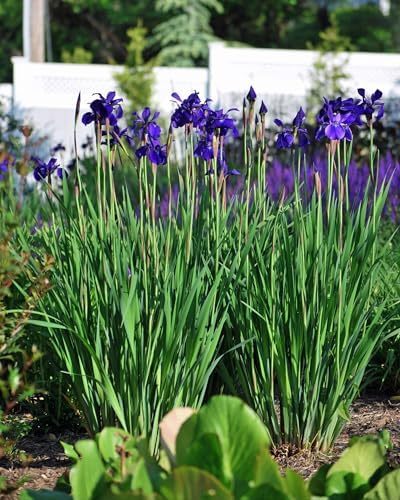 Iris s. 'Caesar's Brother' (Siberian) Perennial, Size-#1 Container, Deep Blue-Violet Flowers