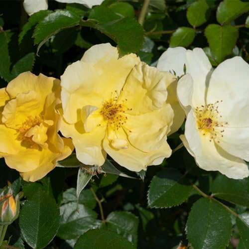 1 Gallon Easy Bee-zy Knock Out Rose