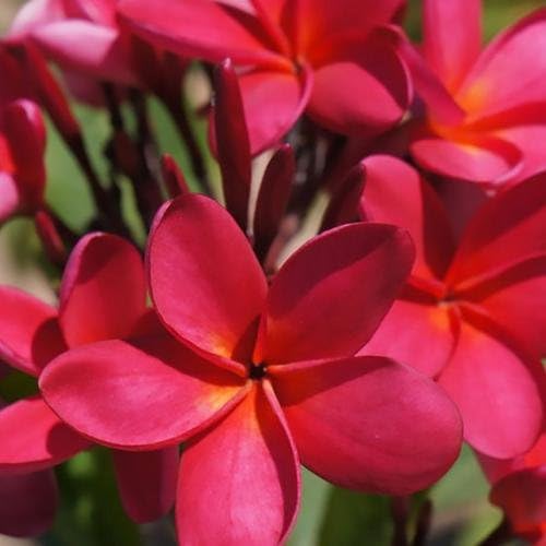 Rare Dark Red Plumeria C9-10 Inch Hawaiian Lei Cutting Premium Frangipani