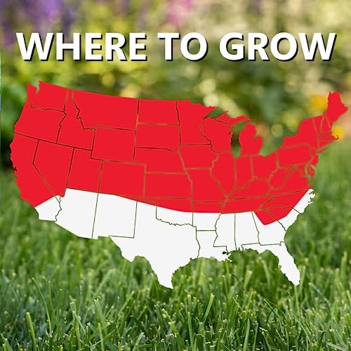 Jonathan Green (10895) Black Beauty Sunny Grass Seed - Cool Season Lawn Seed (1 lb)