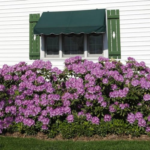 Brighter Blooms - Lavender Rhododendron Shrub, 1 Gallon - No Shipping to AK, AZ, HI