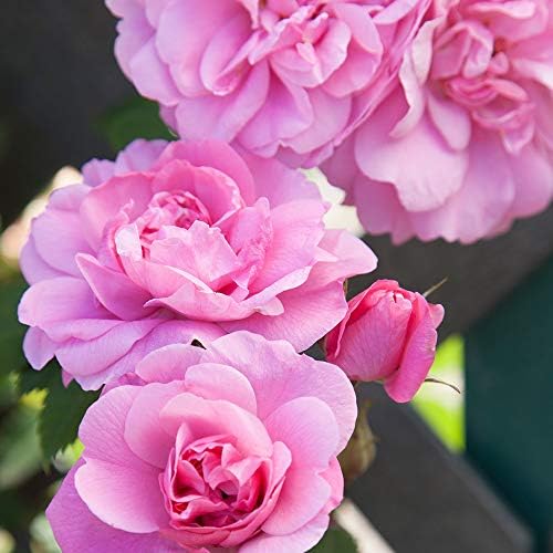 Heirloom Hardy Roses, Live Own Root Plant, John Davis | Moderately Fragrant, Hardiness Zones: 2-9, Repeat Blooming, For Outdoor Gardens, Planters