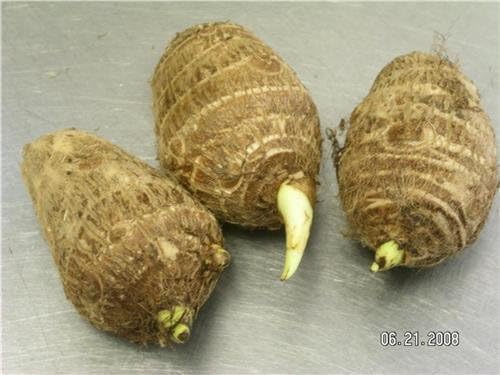 10 LIVE Colocasia Esculenta Elepant Ear Taro Gabi Kalo Eddo Bulbs READY to GROW