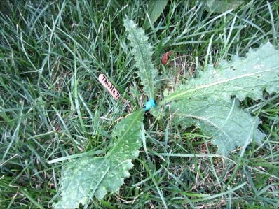 Precision Foam Weed Killer Kit for Tough Weeds