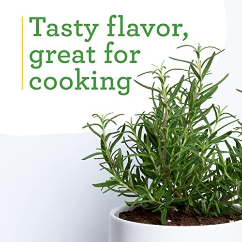 Bonnie Plants Rosemary Live Edible Aromatic Herb Plant - 4 Pack, Perennial In Zones 8 to 10, Great for Cooking & Grilling