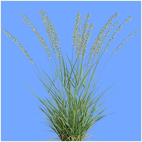 1 Lb Side-Oats Grama Native Grass Seeds - Gold Vault