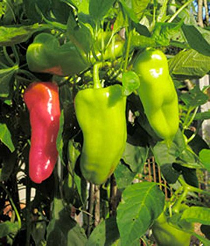Pepper, Cubanelle Sweet Pepper Seeds, Non GMO, 100 Seeds per Pack