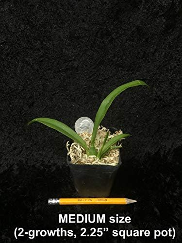 Hwra Lava Burst Puanani - Super Easy to Grow and Bloom, Cute Miniature Orchid, Mildly Fragrant, Lots of Fun! (NOT in Bloom/Bud When Shipped)