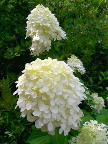 Little Lime Hardy Hydrangea (Hydrangea Paniculata 'Jane' PP22330) - Panicle Hydrangea, 3 Gallon, Full 12-18 Inch, Ships with Soil