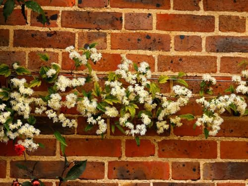 20 White Clematis Virginiana/Virgins Bower Flower Vine Seeds | Virgins Bower, Love Vine